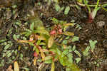 Shortseed waterwort